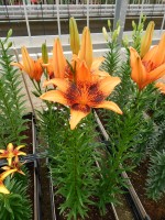 [5033 Orange Art No01.JPG]